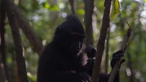 A-young-monkey-in-the-forest-jungle,-perched-on-a-tree