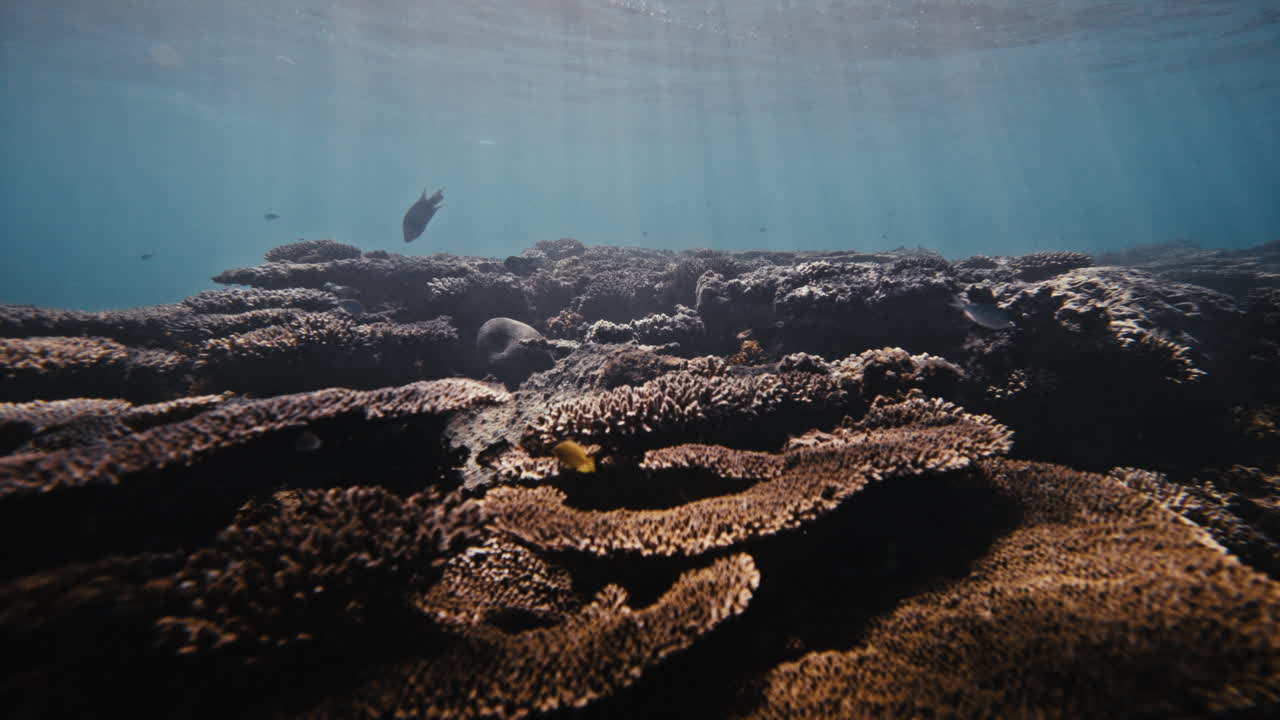 Sparkling light shines across plate shield like coral reef with branching and brain corals