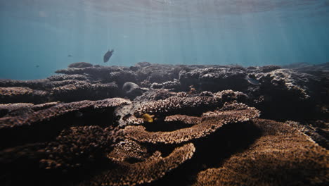 Sparkling-light-shines-across-plate-shield-like-coral-reef-with-branching-and-brain-corals