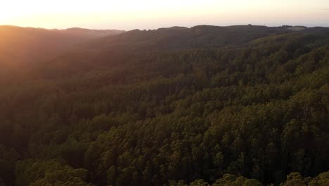 Great-Otways-aerial-view-over-rainforest-tree-tops-at-sunrise,-Victoria,-Australia