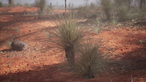 a lush green bush growing in the middle of a red dirt landscape