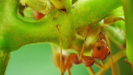 Vista-Macro-De-Cerca-De-Hormigas-Rojas-Pastoras-Que-Protegen-Y-Crían-Pulgones-Para-Obtener-Melaza,-Una-Secreción-Rica-En-Azúcar-Que-Las-Hormigas-Prefieren-Como-Fuente-De-Alimento.