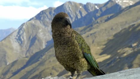 un hermoso pájaro kea nativo parado en la cima de la montaña