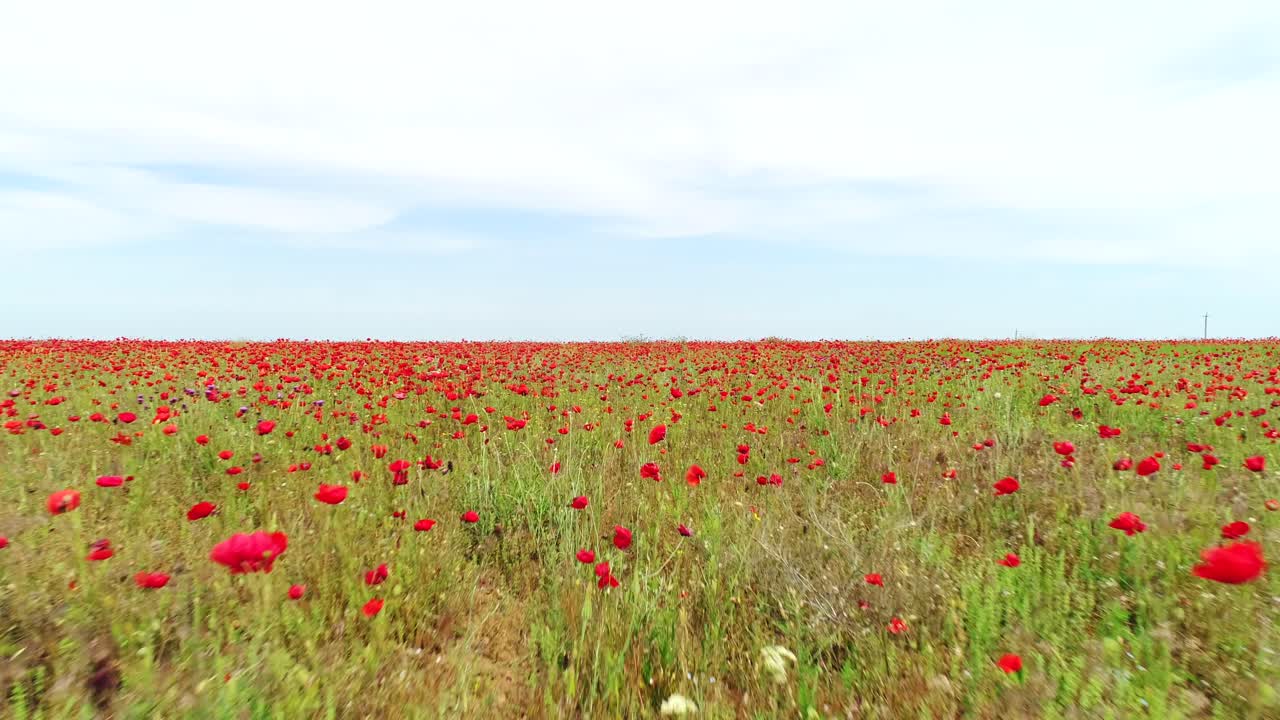 포피 필드 풍경