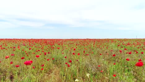paisaje de campo de amapola