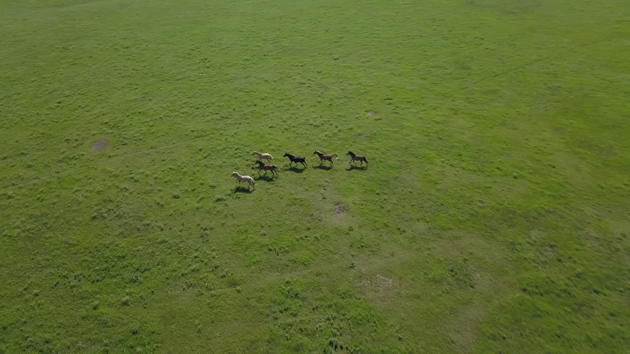 캔자스의 플린트 힐스에 있는 푸른 대초원 잔디를 가로질러 달리는 야생마 무리의 공중 드론 샷