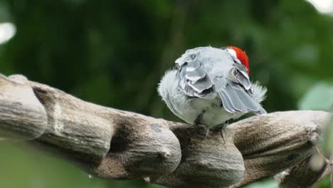 primer plano macro de cardenal de capucha roja rascando el ala izquierda