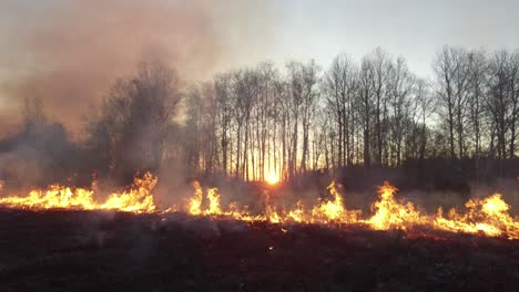 forest fire at sunset