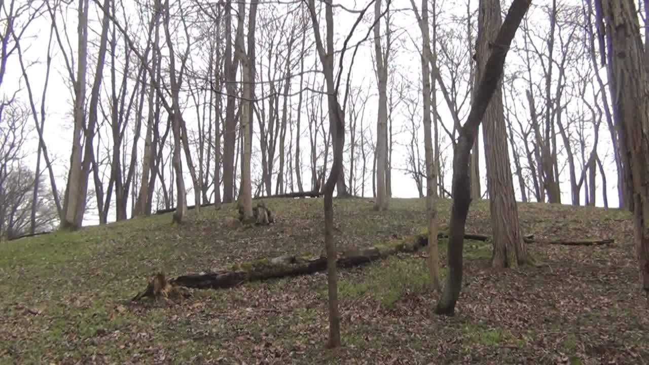 bosque de árboles delgados con un árbol caído y hojas caídas en un acercamiento lento
