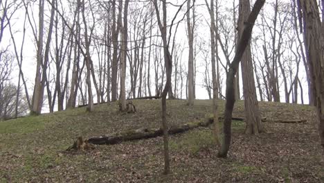 forest of thin trees with a fallen tree and fallen leaves in a slow zoom in