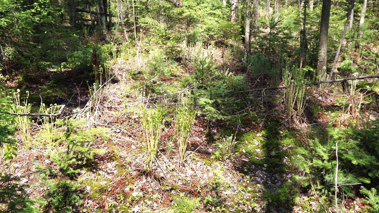 Un denso sottobosco in primavera con felci penna di struzzo, giovani piantine di conifere e aghi di pino sparsi sotto la luce intensa del giorno