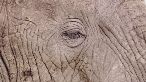 African-Elephant-Eye-Close-Up-Portrait-in-Serengeti-National-Park-in-Tanzania-in-Africa,-Extreme-Close-Up-Detail-of-Elephants-Eyes-and-Face-on-African-Wildlife-Safari-Animals-Game-Drive