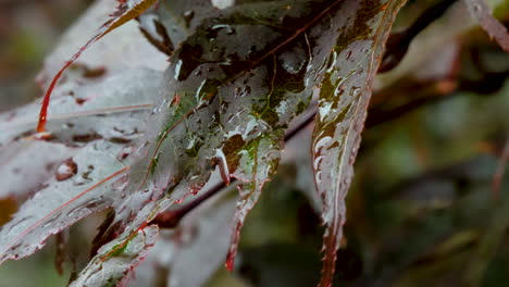 Nahaufnahme-Dolly-Regen-Fällt-Auf-Acer-Palmatum-Atropurpureum-Bäume,-Auch-Bekannt-Als-Lila-Japanischer-Ahorn