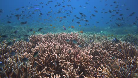 Außergewöhnlicher-Korallengarten-In-Raja-Ampat,-Indonesien