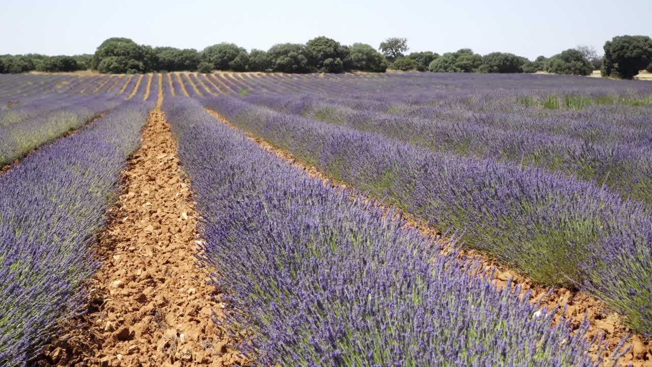vista lateral de un campo de lavanda en flor en verano en una zona agrícola