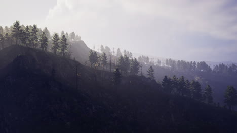 misty forest landscape with light filtering through pine trees at dusk