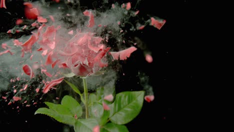 una rosa congelada es disparada y destrozada