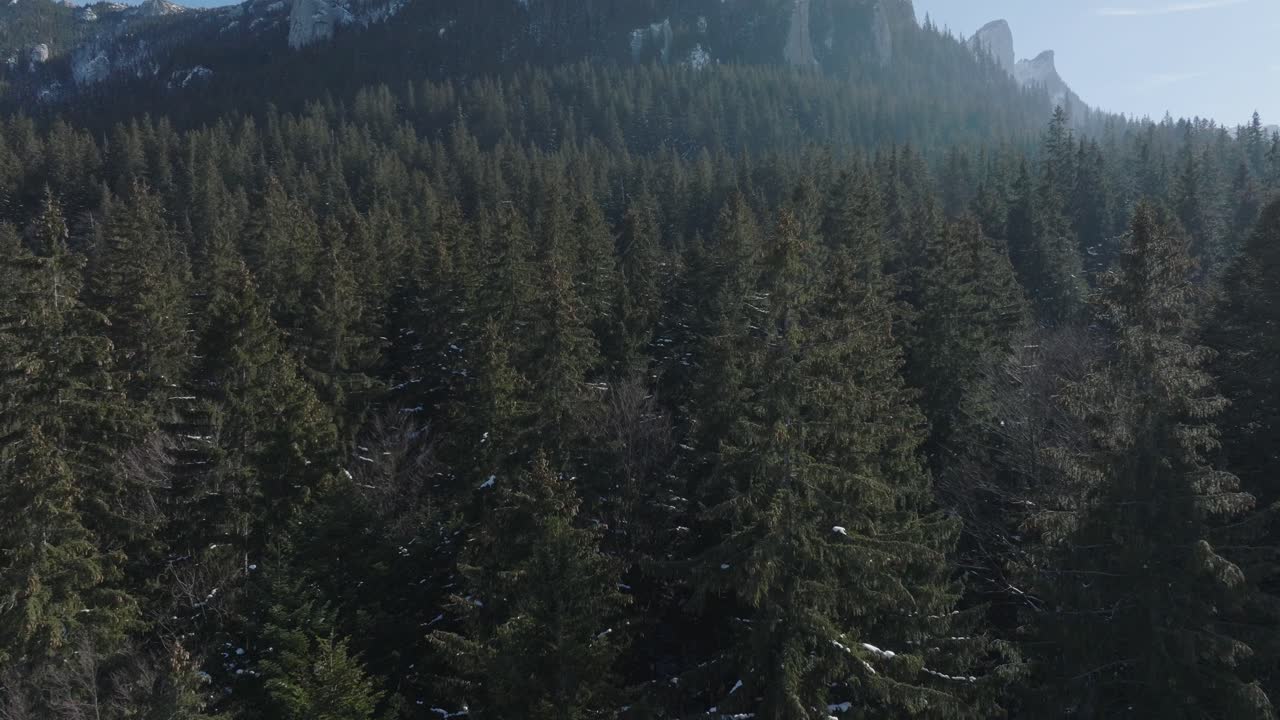 A dense evergreen forest stretching toward mountains on a clear day, aerial view