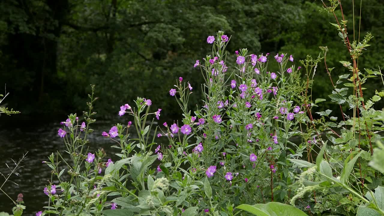 gran hierba de sauce, epilobium hirsutum, en flor en las orillas del río wye