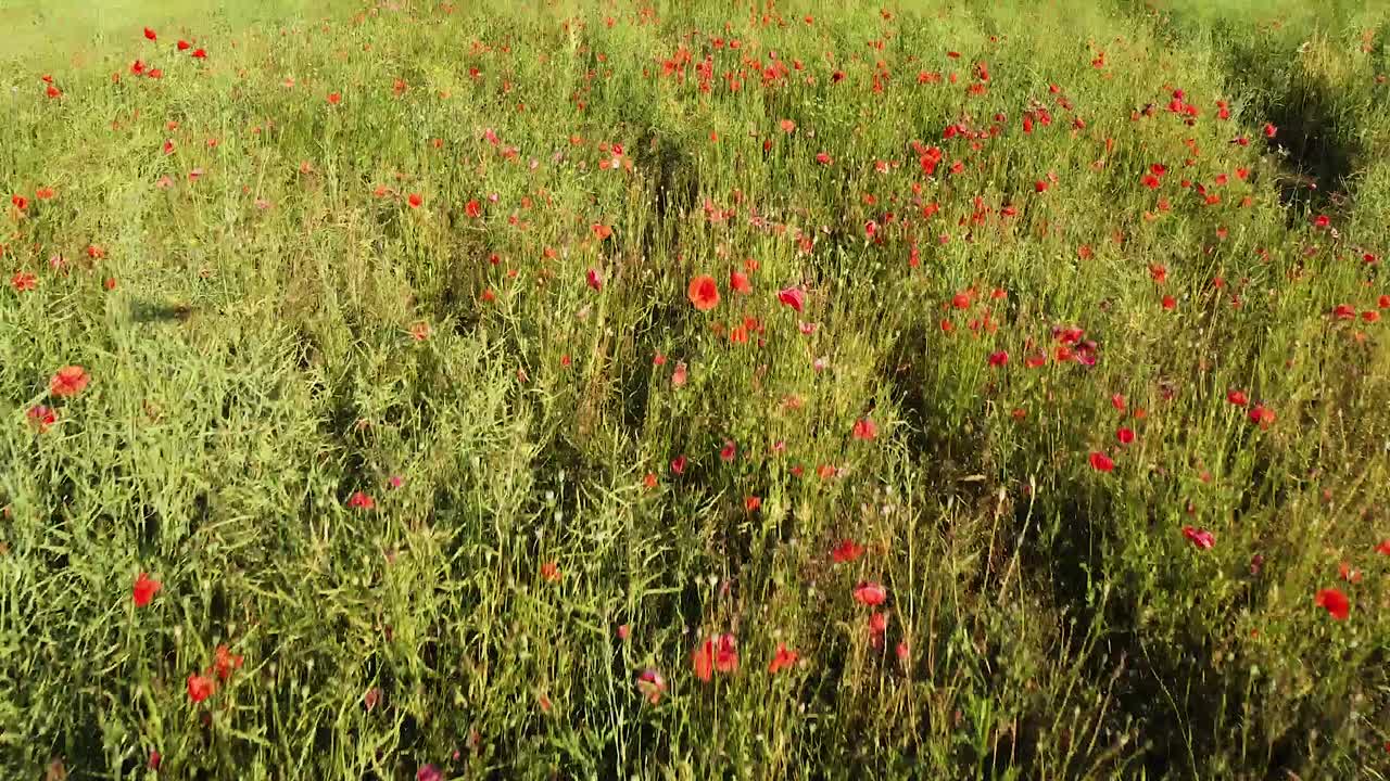 Green meadow with blooming poppy flowers, low angle fast fly view