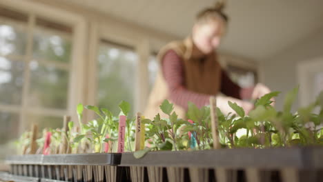 Shallow-focus-on-green-seedlings-in-greenhouse,-lady-in-background-gardening