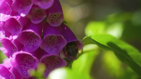 closeup of bumblebee inside a pink-purple foxglove and then flying out