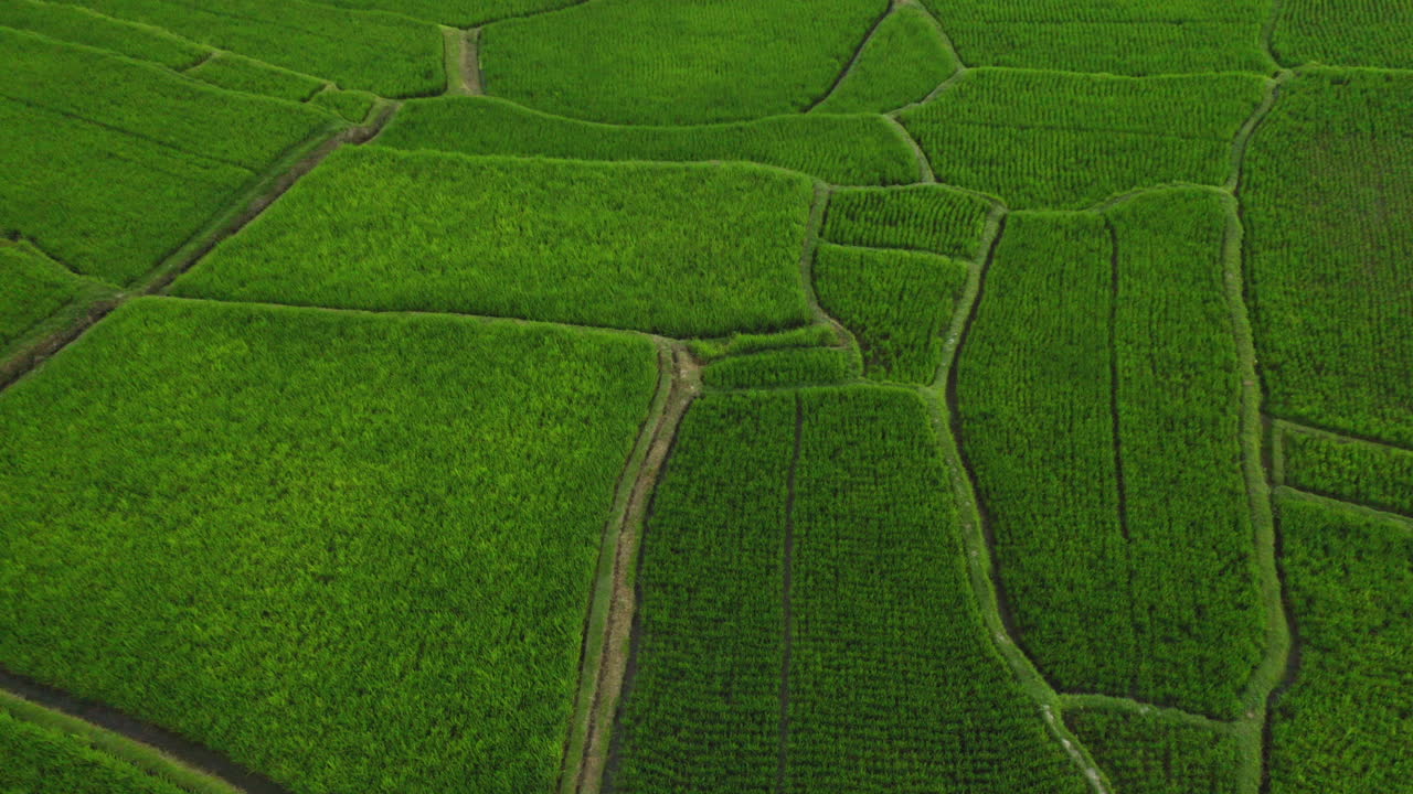 vista aérea de las terrazas de arroz avión no tripulado volando sobre los campos de arroz tierras de cultivo agrícolas granjas de cultivos de asia rural 4k