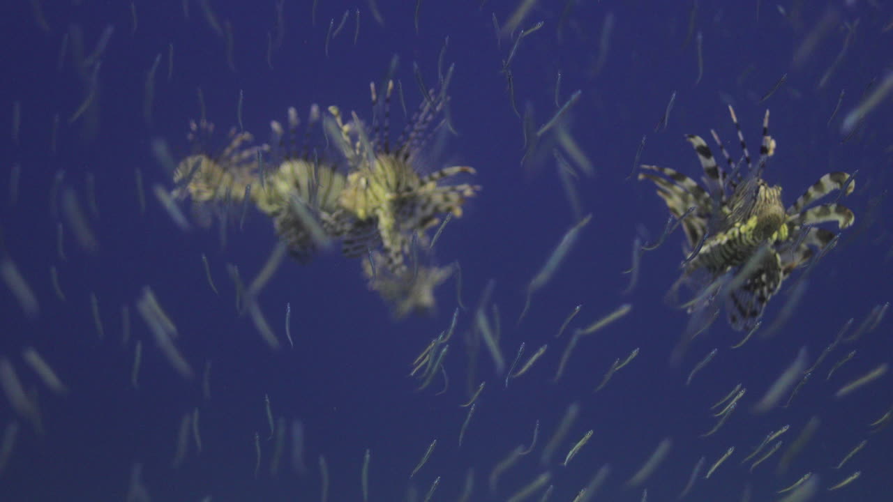 이집트의 은 바다의 산호초 근처에서 유리 물고기 먹이를 는 사자 물고기 포식자