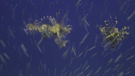 los peces león depredadores persiguen a sus presas en el arrecife de coral del mar rojo de egipto.