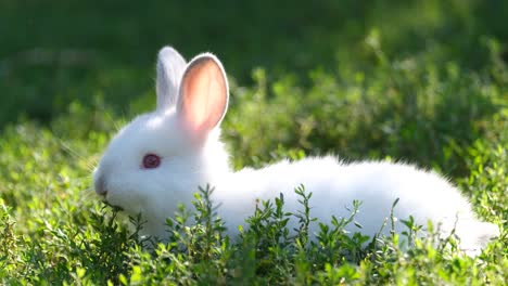 little white bunny in tall green grass. a beautiful white rabbit in the garden. pet