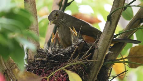 red-bellied thrush bird taking care of its chicks in the nest