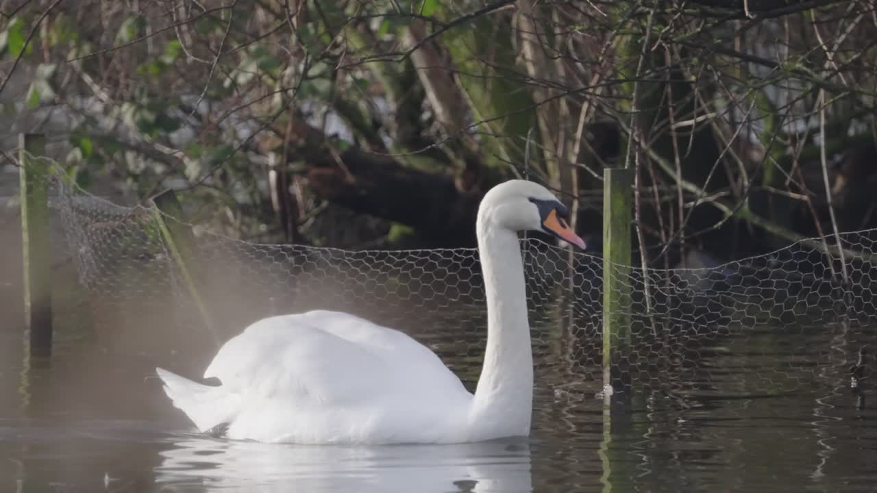Paddling swan life, pond water ripples, idyllic peaceful environment