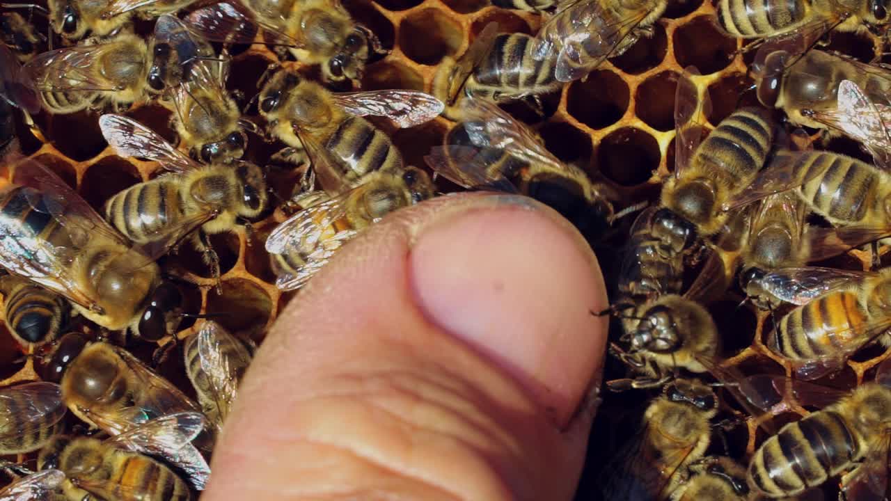 Macro shot of bees working on a frame and man's finger softly touches the insects. Male's thumb on a frame with busy honey bees. Apiary concept