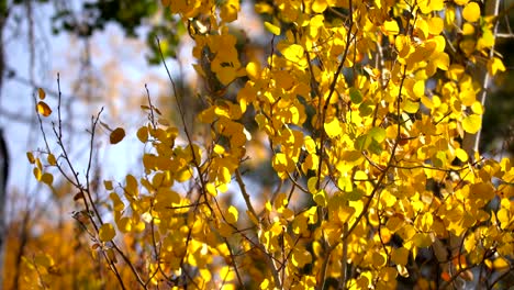 closeup view of aspen leaves