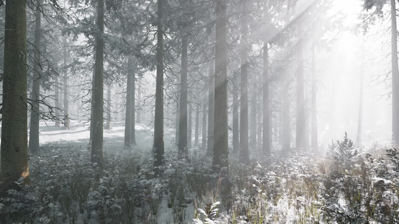 눈 인 겨울 숲 의 빛