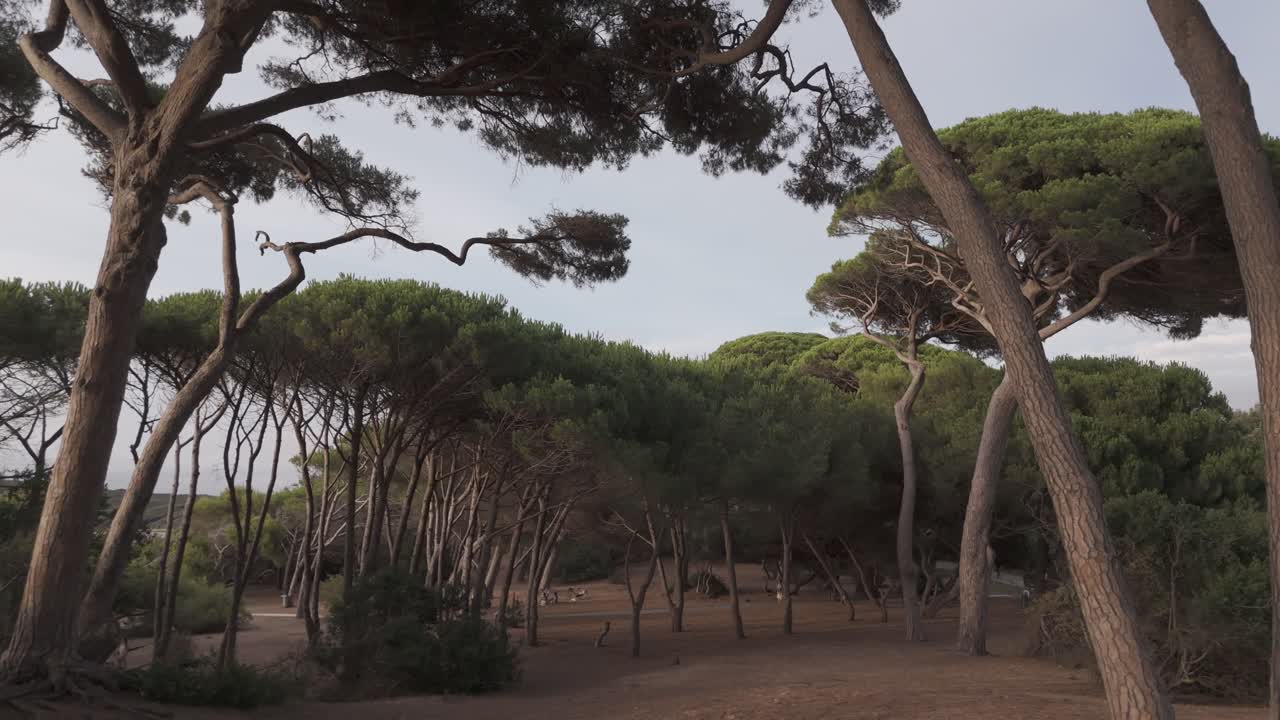 Drone in Pine forest of Baratti, Tuscany, Italy