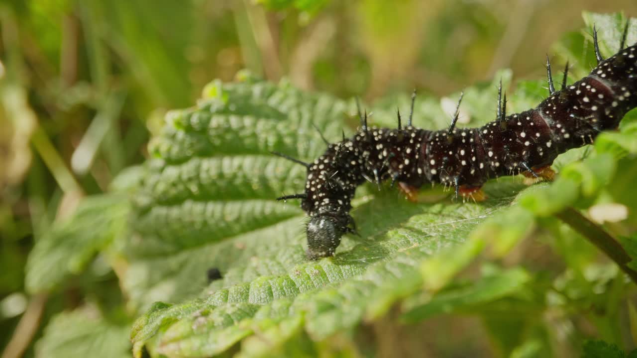 Macro close up of caterpillar feeding on leaf establishing natural insect detailed life feeding and crawling