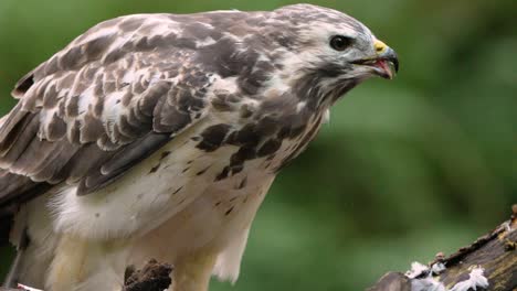 macro close up of wild common buzzard eating fresh prey perched on branch in wilderness - slow motion shot