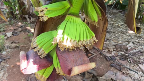 Junge-Bananenstaude-Mit-Kleinen-Bananen-Auf-Einem-Bauernhof-Im-Norden-Zyperns,-Paphos