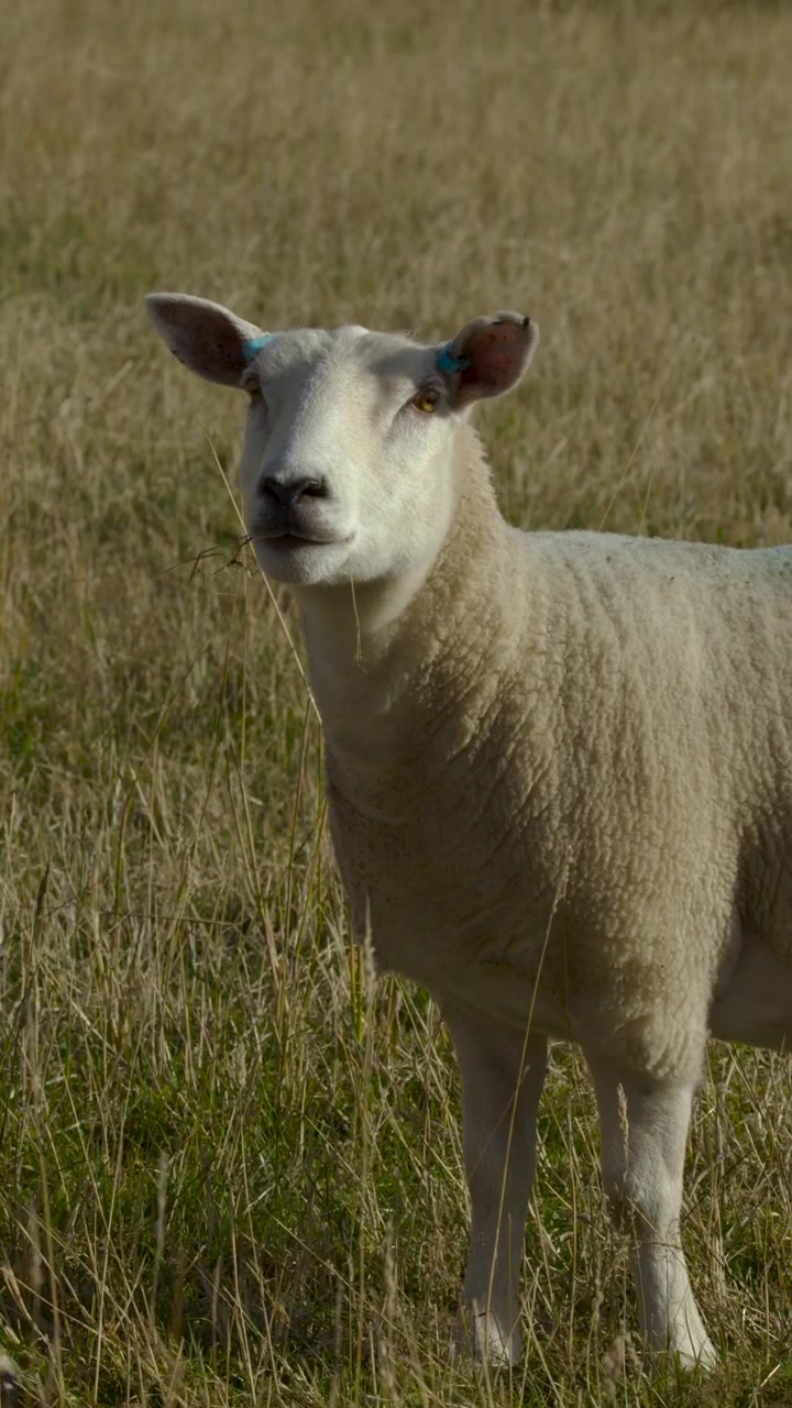 Una pecora delle Highland scozzesi si gira gradualmente e cammina per affrontare la telecamera in un campo erboso illuminato dal sole, con una morbida luce naturale del giorno e un movimento di telecamera stabile