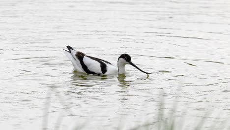 Avocet-wading-seabird-feeding-on-the-marshlands-of-the-lincolnshire-coast-marshlands,-UK