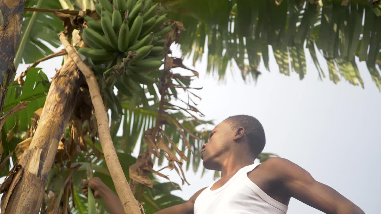 아프리카의 시골 정원에서 바나나 다발을 검사하는 아프리카 남자의 낮은 곳에서 촬영