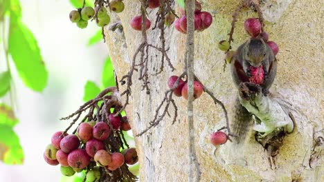 紅腹樹松鼠 (pallas's squirrel) 紅肚樹松鼠(red-bellied tree squirrel),一種被發現在果樹枝上吃果實的松鼠 (calloscurus erythraeus)