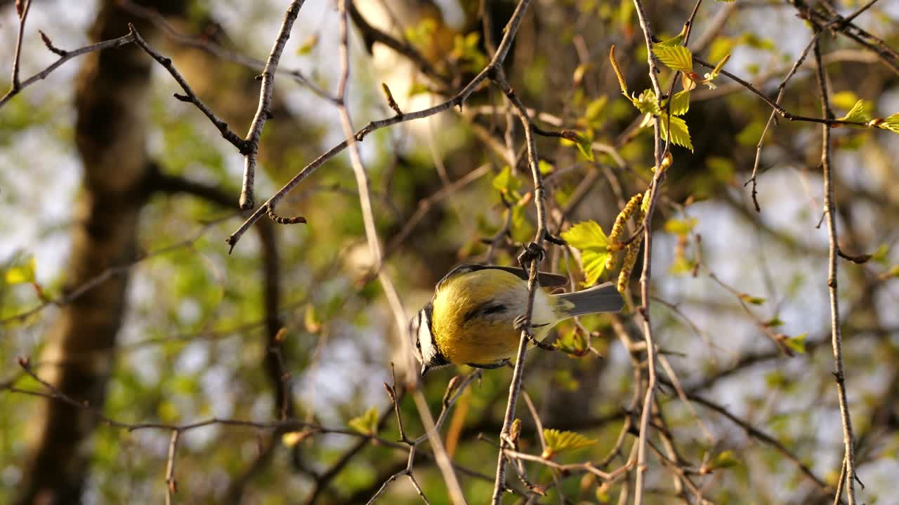 A small animal, a great tit, clings to a branch and flies away. It's spring, and everything is beginning to bloom. The animals are happy. It's sunset.
