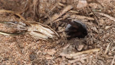 La-Araña-Venenosa-De-Tela-En-Embudo-Ataca-A-La-Polilla