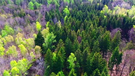 Emerald-Patchwork:-Aerial-View-of-Forest-in-Spring-Regrowth