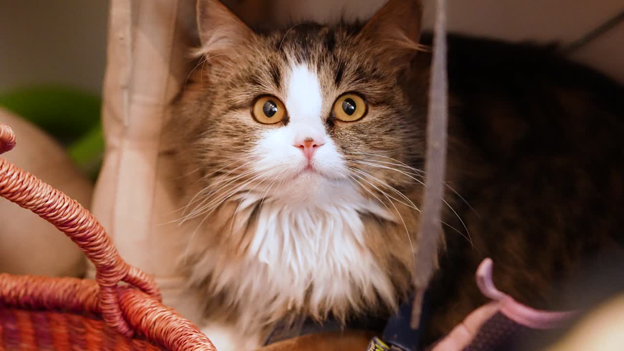En huskat af racen tabby, der sidder på en hylde og forventningsfuldt kigger opad for derefter at sænke blikket. En rolig scene med et kæledyr indendørs, der udviser forventning, fokus og blid adfærd i et hyggeligt hjem.