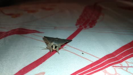 a moth chilling under fan blowing with another bug