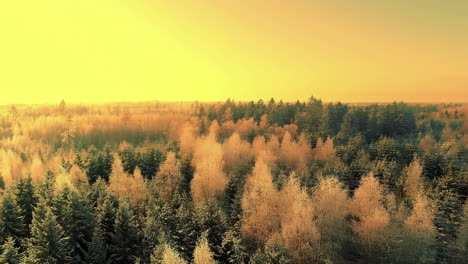 aerial over spruce christmas tree over frozen winter landscape during golden hour