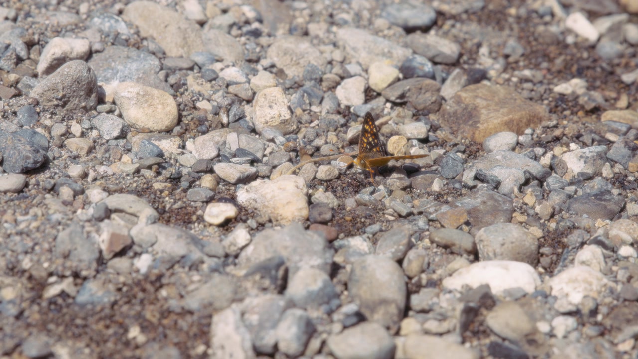 Farfalla mezzaluna perlata arancione e nera posata su un terreno roccioso